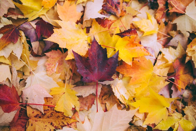 The Power of Seasonal Print Campaigns for Local Businesses